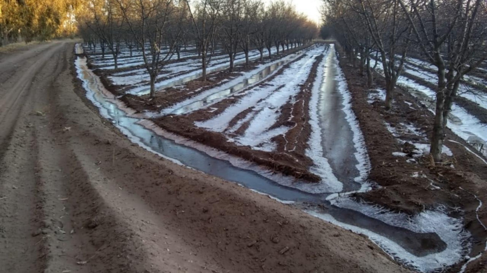 Seguro Agrícola en Mendoza: se incrementó el aporte económico por hectárea dañada al 100%